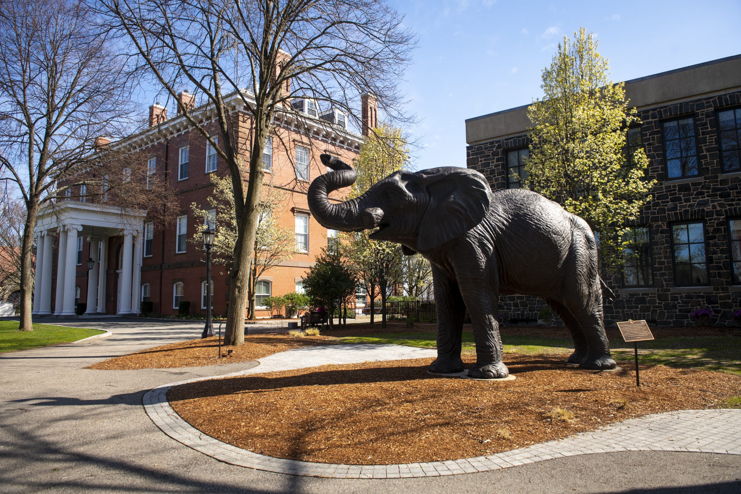 The Jumbo statue is framed by blossoming branches near Barnum Hall on April 29, 2020.