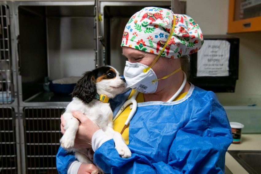 Dr. Caitlin F. Mchugh, Intern, holds a spaniel named George Michael at the Foster Hospital for Small Animals at Cummings School of Veterinary Medicine on February 10, 2022.