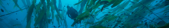 Diver in kelp forest at Channel Islands National Park.
