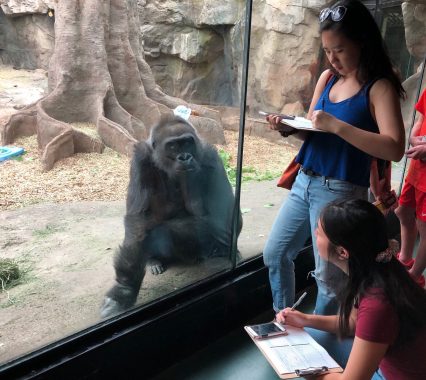 Two women take notes outside of a glass ape enclosure with an ape on the other side.