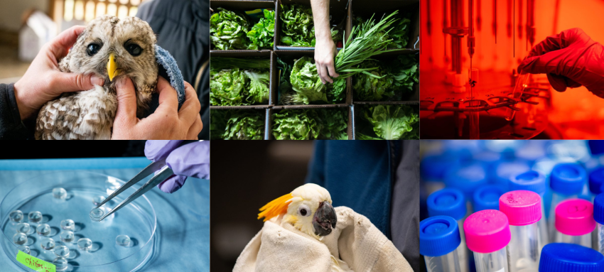 Collage of images that represent "One Health" at Tufts, including animals at the Cummings school, cells from the cellular agriculture lab, freshly picked produce, and medical vials.